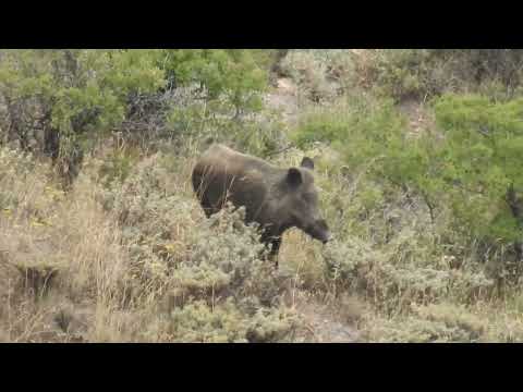 BEST 50 WILD BOAR HUNTS  -  EN İYİ 50 DOMUZ AVI