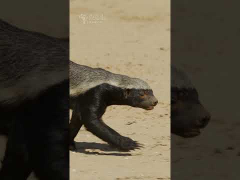 Honey badger #shorts #safari #kalahari #kgalagadi #africansafari #wildlifephotography #animals