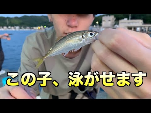 豆アジ泳がせて夏の青物仕留めます！