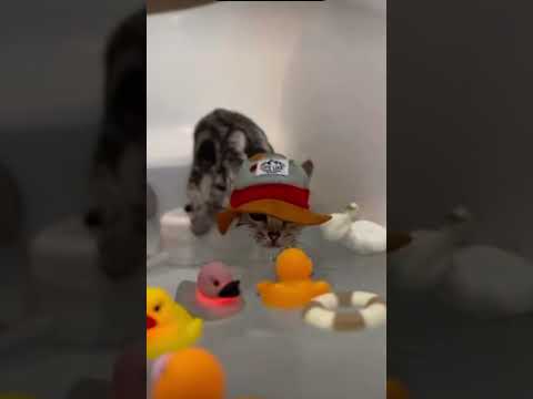 Cat 🐈 in bath #catentertainment #catlovers #catvideos