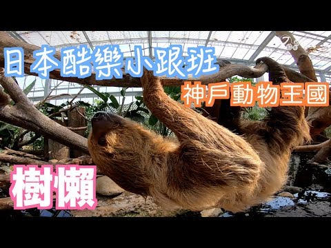 【日本酷樂小跟班】神戶動物王國，讓你近距離和樹懶互動！！