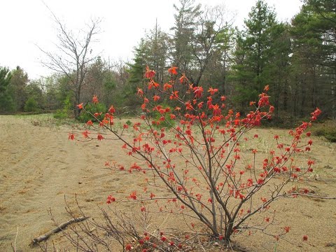 Spring Walk at Boom Camp