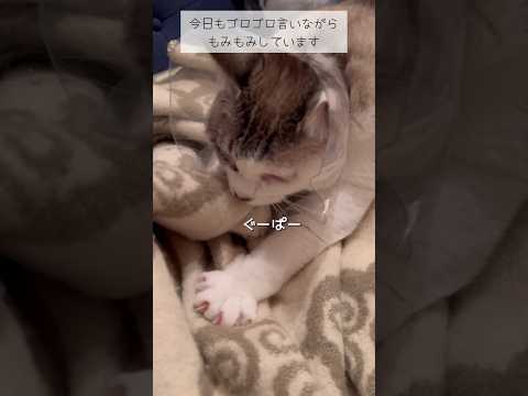 ぐーぱーしすぎて放心するねこ #ねこ動画 #おもしろ動画 #cat #保護猫 #おもしろい動物 #ぐーぱー #もみもみ #放心