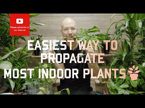 Easiest way to propagate most indoor plants🪴