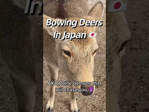 Bowing Deers in Japan 😈🦌💖😳 #reels