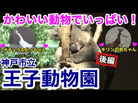 【神戸観光】パンダの他にも見どころいっぱい！王子動物園　〜後編〜