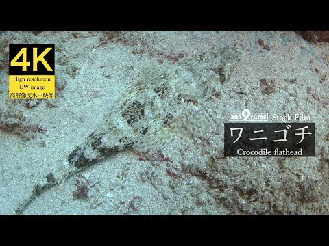 【4K 水中映像】ワニゴチ / Crocodile flathead / Inegocia ochiaii