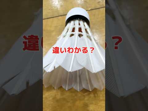 ２つの羽の違いわかる？実は〇〇〇の羽だった😱💦