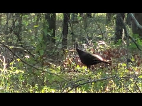 Calling In A Wild Hen Turkey | Yelping and Excited Cutting | TURKEY CALLING TIPS #turkeyhunting