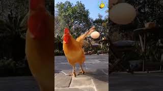 Chicken Playing With Egg Video Compilation 2021 #shorts #cuteanimals #chicken #funny