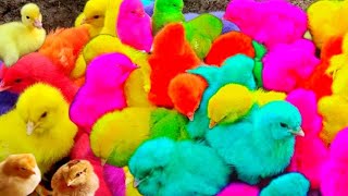 Tangkap Ayam lucu,Ayam warna warni ,Ayam Rainbow,Ayam,marmut, Dunia hewan lucu Gokil part 81