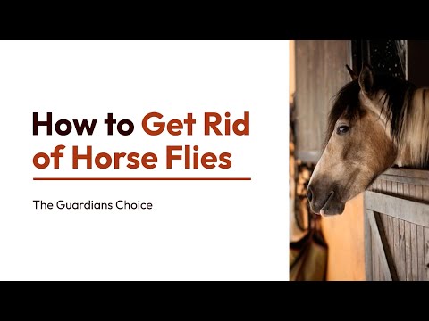 4 Ways to Get Rid of Horse Flies | How to Get Rid of Horse Flies | The Guardians Choice