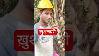 ख़ुशख़बरी #india #malaysia #shorts #viralshort #ytshortsvideo #foryou #harvesting