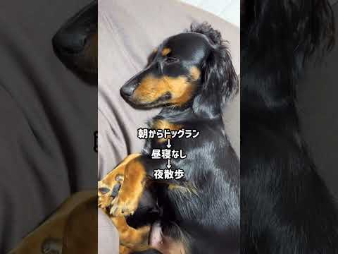 【寝不足の極み】寝てるんだぜ？これで、　#shorts #犬 #dog