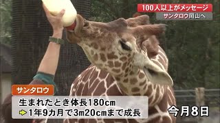 のいち動物公園のアミメキリンが岡山・池田動物園に『婿入り』100人以上のファンから寄せ書き【高知】 (21/03/15 17:00)