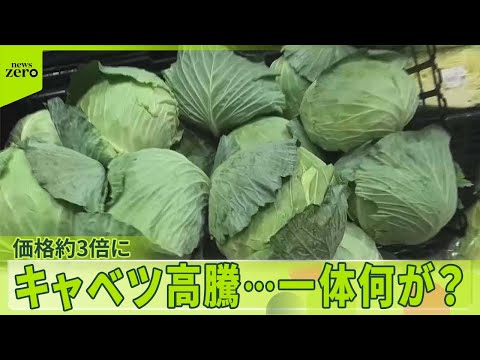 【キャベツ“3倍”に高騰】スーパー「378円でも赤字」…茨城で“泥棒”続発  スルメイカも激減  背景に猛暑・海水温の変化？