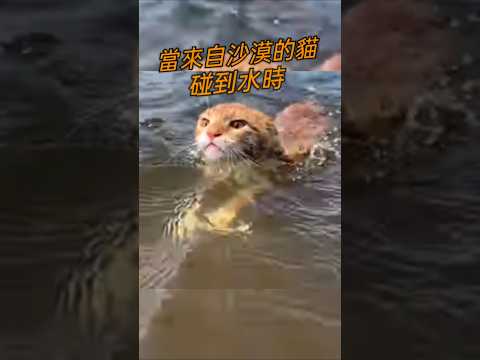 lil kittens cute cats cat swimming 當貓咪碰到水的反應 #cat #kitten #萌系 #貓 #可愛 #貓咪 #療癒