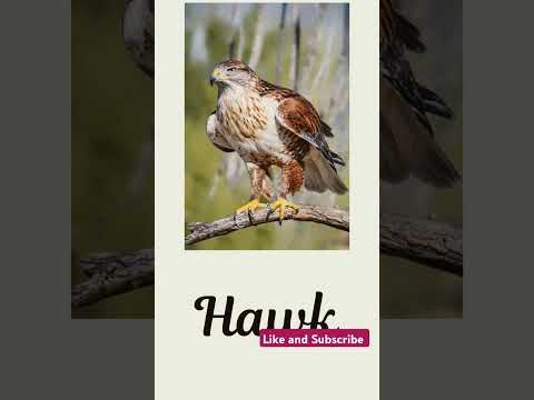 Wild Birds #english #birdnames #shortsvideo