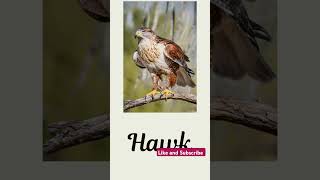 Wild Birds #english #birdnames #shortsvideo