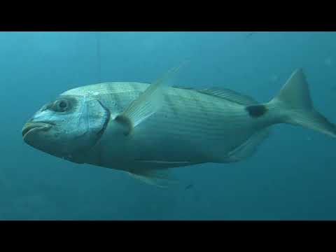 Mediterranean seabed with freediving and GoPro 11 mini in Full HD. (Freediving) Millenium, Kay CEE.