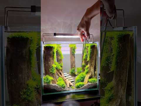 Moss Forest #aquascaping #aquarium #aquascape #fishtank #plantedtank #fish #fishkeeping #bettafish