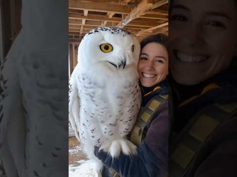 Very big owl🫣 #biganimals #bigowl #cute #omg