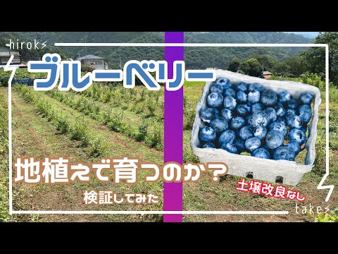 ブルーベリーは地植えで育つのか？（水田転換園、土壌改良なし）