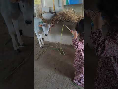 Gomatha #cow #devotional #jaishreeram #ayodhya #rama #viral #subscribe