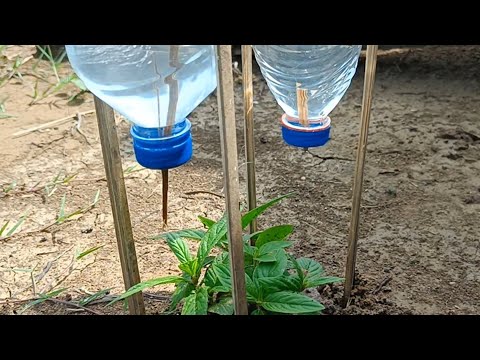 How to make homemade drip irrigation system with bottles