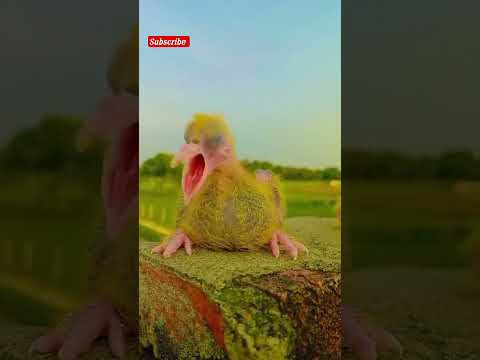 pigeon baby  #shorts #shortsfeed #viral #pigeon