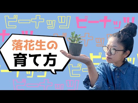 【落花生】の育て方【マルチ栽培】【農家の家庭菜園】【有機】