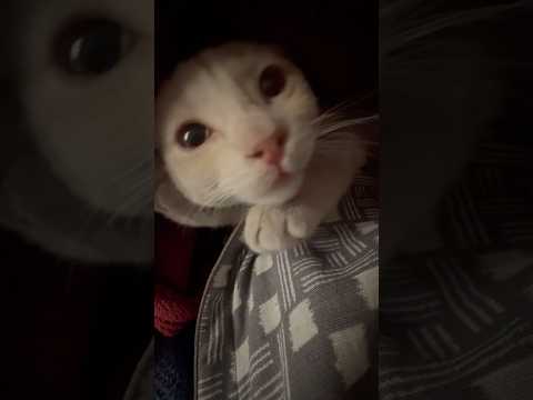 Cuddly cat in winters #catshorts #cat #catvideos #asmrsounds #catsound