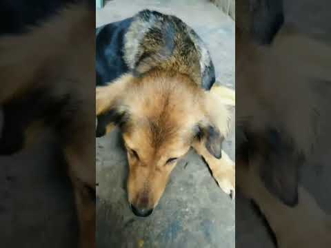 Wrong ko Hindi mein kya Kahate Hain#shortvideos #everyday #viralshort#doglover