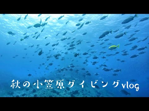 【ダイビングVlog】秋の小笠原諸島父島ダイビング！