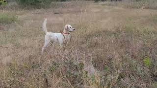 Danny Boy English Setter