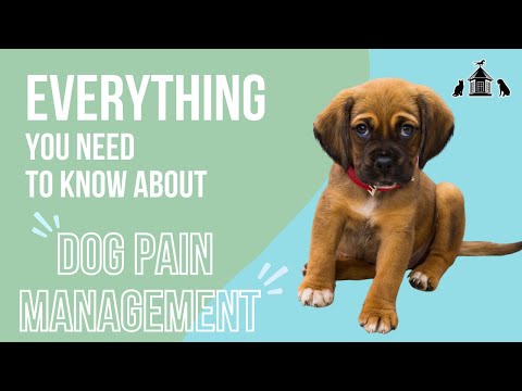 Everything You Need To Know About Dog Pain Management