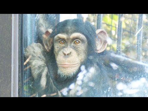 What is Koharu looking at?　Nogeyama Zoo Chimpanzee 202412