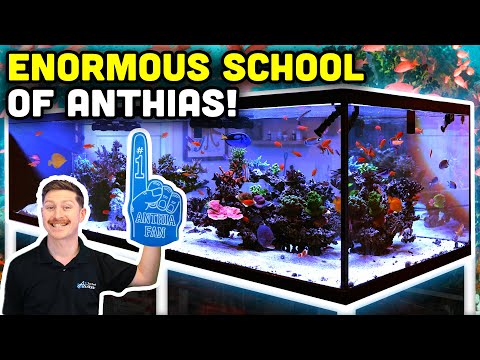 TEN FOOT 1000 Gallon Reef Tank! Anthias Galore!