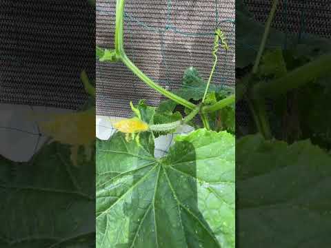 プランターキュウリ【家庭菜園だより】cucumber