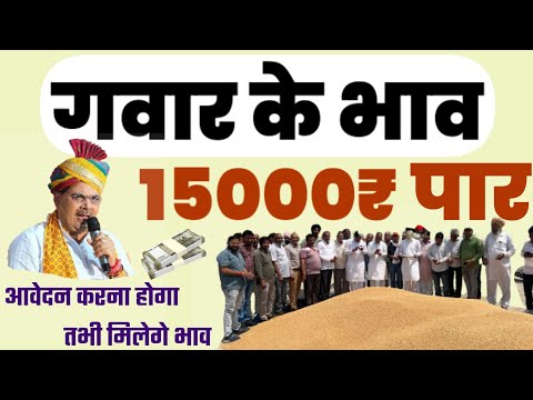 Gwar Rate Crossing 15,000₹ Per K. || Gwar K Taja Bhav Nokha Mandi || Today Mandi Bhav