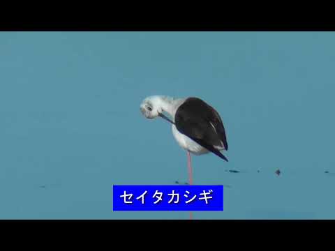 柳川の中島川河口周辺でバードウオッチング　令和6年11月8日