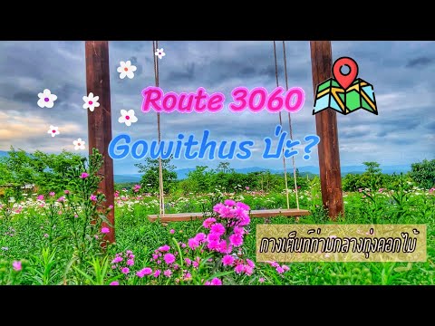 Route 3060 วังน้ำเขียว วิวภูเขา มีทุ่งดอกไม้