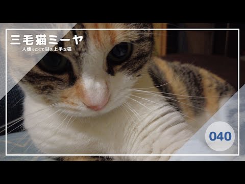 【猫好き必見！癒しの三毛猫動画】睡魔との戦い！それでも遊ぶ♪三毛猫ミーヤちゃん