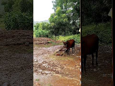 barish he | sabse jada barish kha ho rhi? | #nature #viralshorts #barishstatus