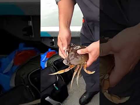 #crab #oregon #saltwater #dungenesscrab #crabbing #oregoncoast #bay #newport #viralvideo