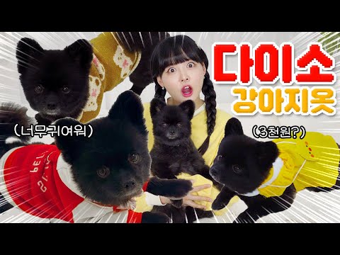 다이소에서 강아지옷 싹-쓸어왔다!!🐶 세계 최초 군밤이 룩북🖤