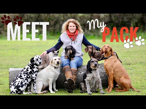 Meet my Pack of Dogs!