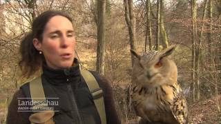 Tierischer Luftkrieg - Raubvögel gegen Krähen | Laupheim