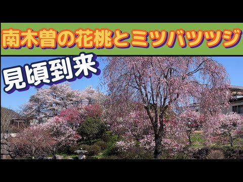 【木曽路の花見〜南木曽の春へようこそ】花桃とミツバツツジ満開！