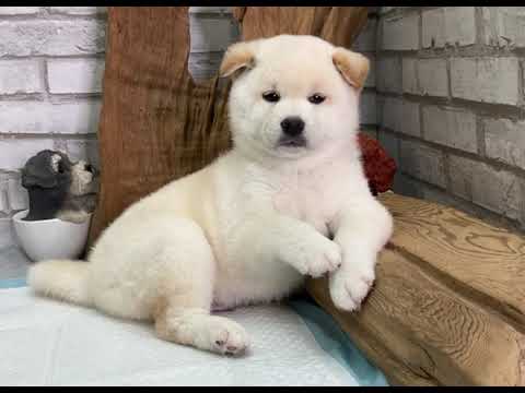 White Shiba Inu  - Josiah